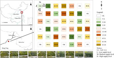 Inconsistent stoichiometry and growth responses of two coexisting dominant species to various N and P supplies in a supratidal wetland of the Yellow River Delta